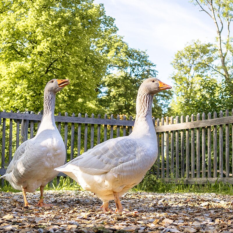 Tierwelt von A bis Z - Tierpark Hellabrunn