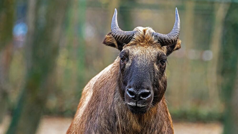 Mishmi-Takin im Tierpark Hellabrunn