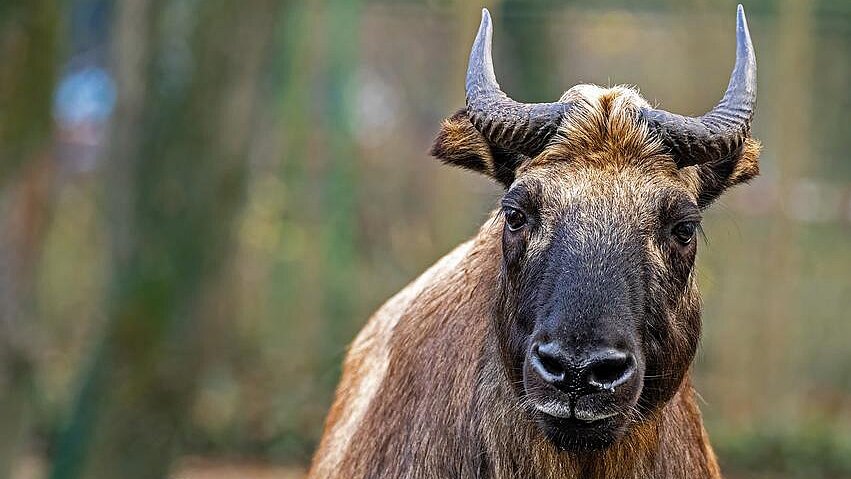 Mishmi-Takin im Tierpark Hellabrunn