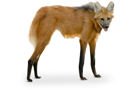 Das Bild zeigt einen Mähnenwolf von der Seite. Er hat lange Beine und große Ohren.