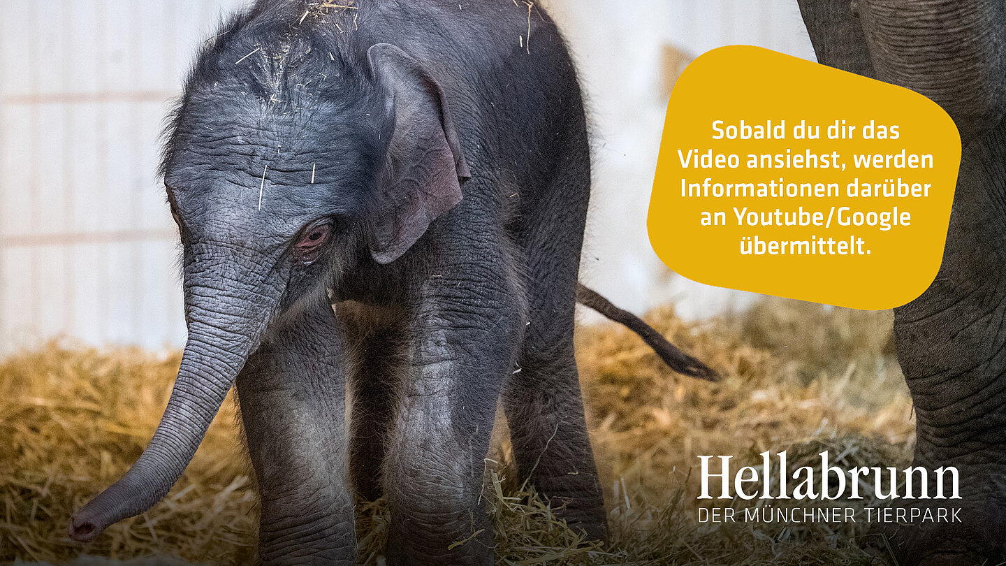 Elefantenjungtier Otto wenige Stunden nach der Geburt.