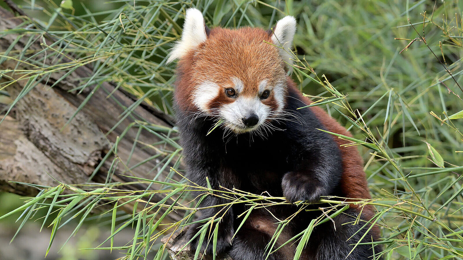 Roter Panda im Baum