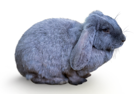 Meißner Widder Das Bild zeigt einen Meißner Widder. Das Kaninchen schaut zur rechten Seite des Bildes.