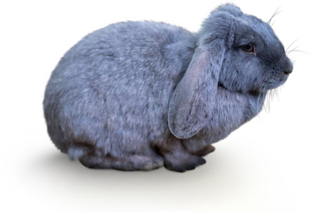 Meißner Widder Das Bild zeigt einen Meißner Widder. Das Kaninchen schaut zur rechten Seite des Bildes.