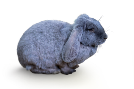 Meissner Lop The picture shows a Meissen lob. The rabbit looks to the right side of the picture.