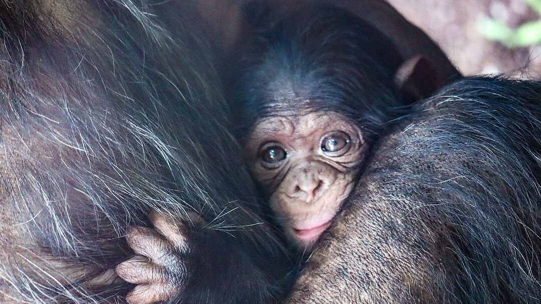 Schimpansen Jungtier im Tierpark Hellabrunn 