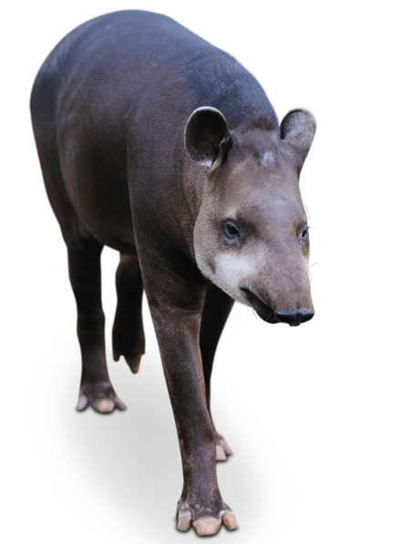 Mittelamerikanischer Tapir Mittelamerikanischer Tapir