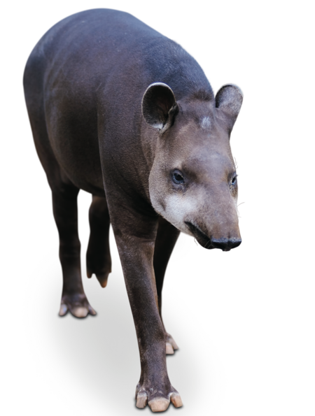 Mittelamerikanischer Tapir Mittelamerikanischer Tapir