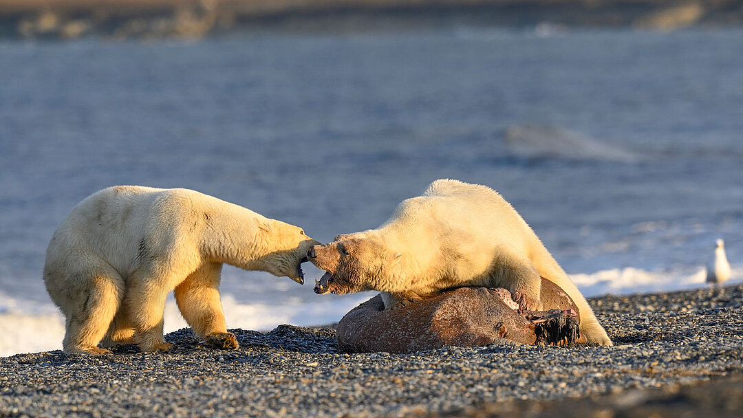 Zwei Eisbären kämpfen am Wasser.