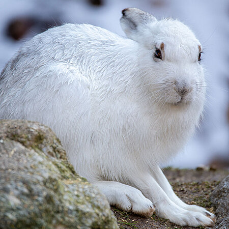 Ein Schneehase hockt auf einem Felsen. Der Hase hat weißes Fell und schaut in die Kamera..