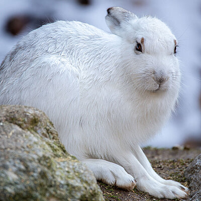 [Translate to English:] A mountain hare squats on a rock. The hare has white fur and looks into the camera.