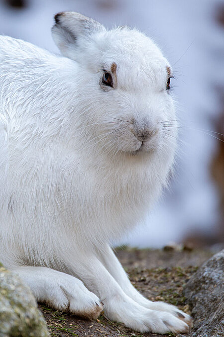 Ein Schneehase hockt auf einem Felsen. Der Hase hat weißes Fell und schaut in die Kamera..