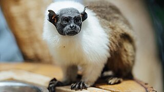 Zweifarbentamarin im Tierpark Hellabrunn 