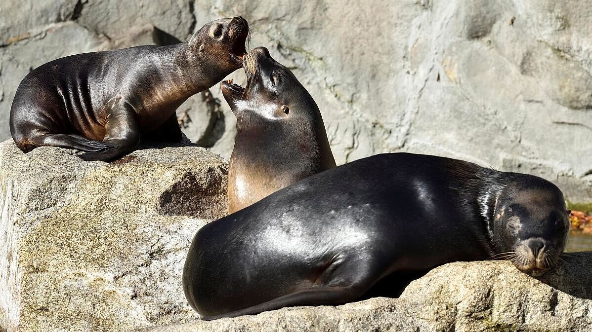 Mähnenrobben im Tierpark Hellabrunn 
