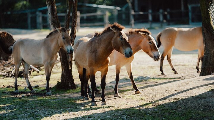 neuer Zuchthengst und Stuten der Przewalski-Urwildpferde auf der Anlage in Hellabrunn