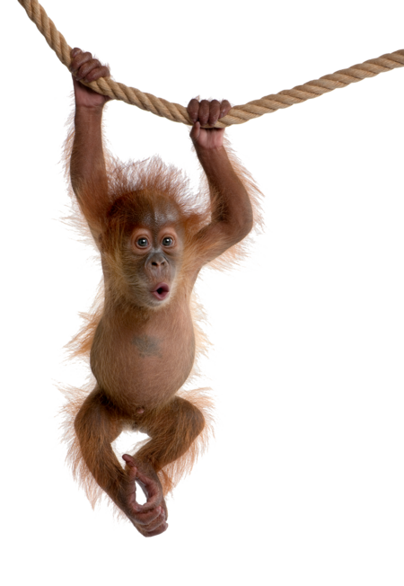 The picture shows an sumatran orangutan cub holding onto a rope with both arms. The cub has its mouth open in an O-shape and is looking at the camera.