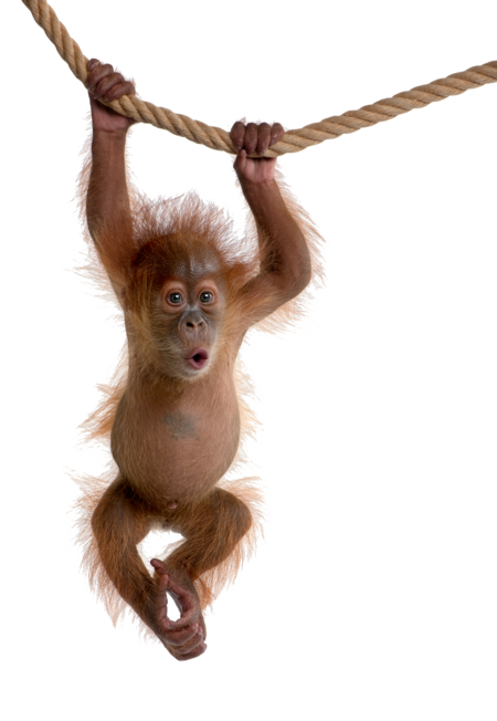 Sumatra-Orang-Utan Das Bild zeigt ein Sumatra-Orang-Utan Jungtier das sich mit beiden Armen an einem Seil fest hält. Das Jungtier hat den Mund O-förmig geöffnet und schaut in die Kamera.