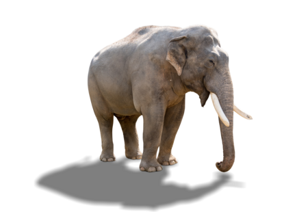 Ein Asiatischer Elefant mit zwei großen Stoßzähnen.