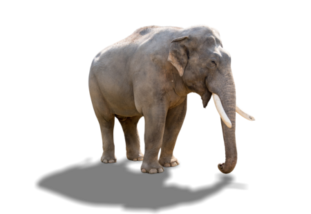 asiatischer-elefant-tierpark-hellabrunn-asien-tierlexikon Ein Asiatischer Elefant mit zwei großen Stoßzähnen.