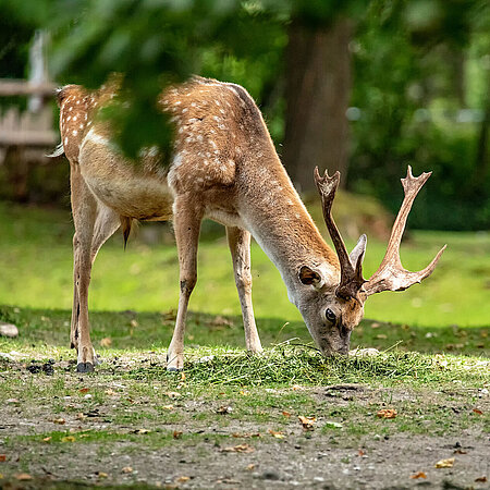 Ein Dammhirsch grast auf einer Lichtung im Tierpark Hellabrunn.