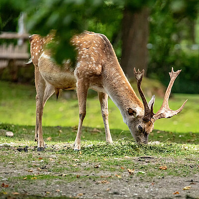 Ein Dammhirsch grast auf einer Lichtung im Tierpark Hellabrunn.