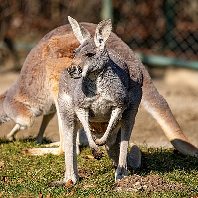 Zwei Rote Riesenkängurus sitzen in der Sonne auf ihrer Wiese.