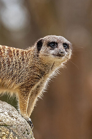 Ein Erdmännchen auf einen Felsen.