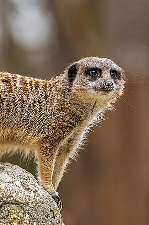 Ein Erdmännchen hält auf dem Felsen Wache.