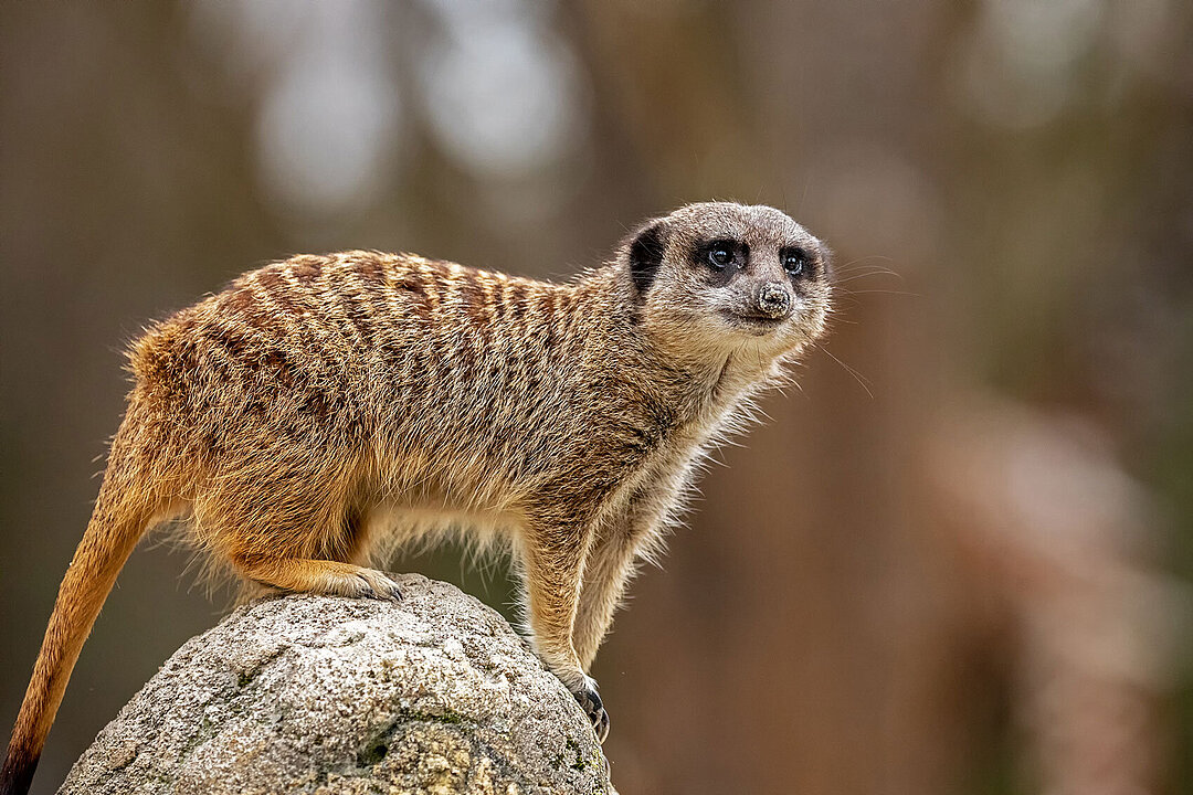 Erdmännchen in Hellabrunn