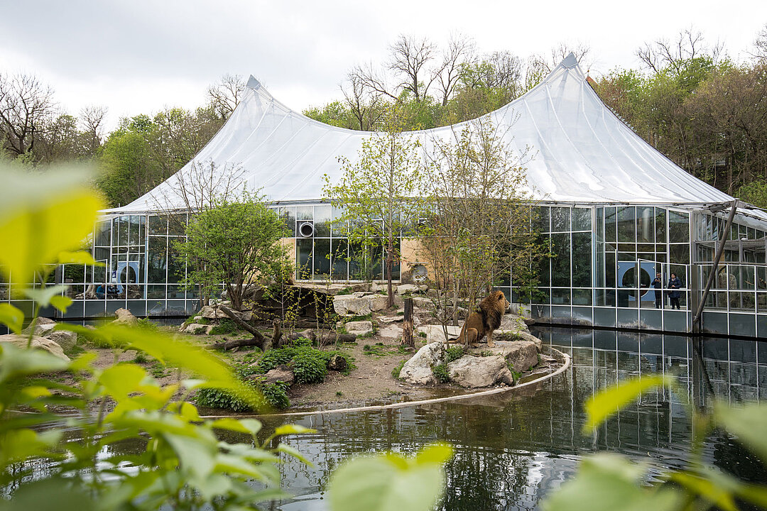 Outdoor area of the lions