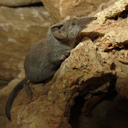 Eine Etruskerspmitzmaus