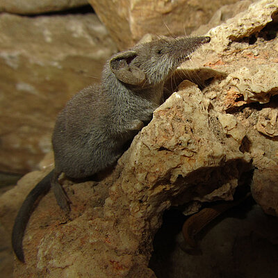 Eine Etruskerspmitzmaus