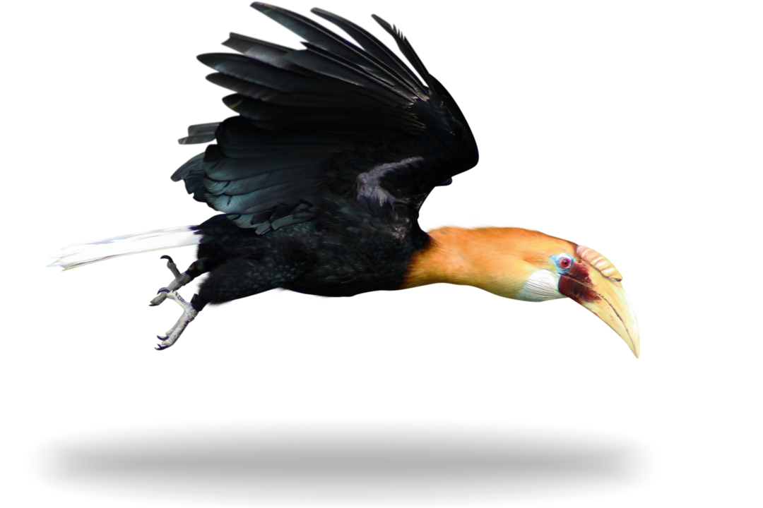 Freisteller eines Papuahornvogels