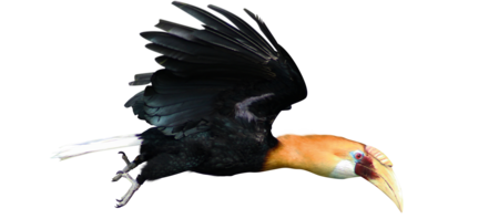 Ein fliegender Papuahornvogel