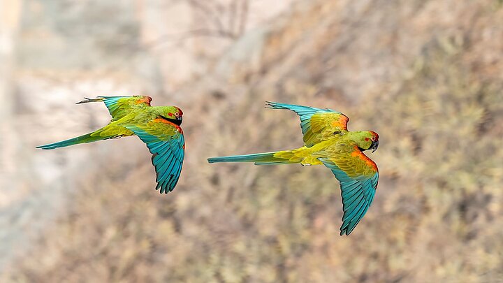 Zwei Rotohraras Fliegen an Felsen entlang