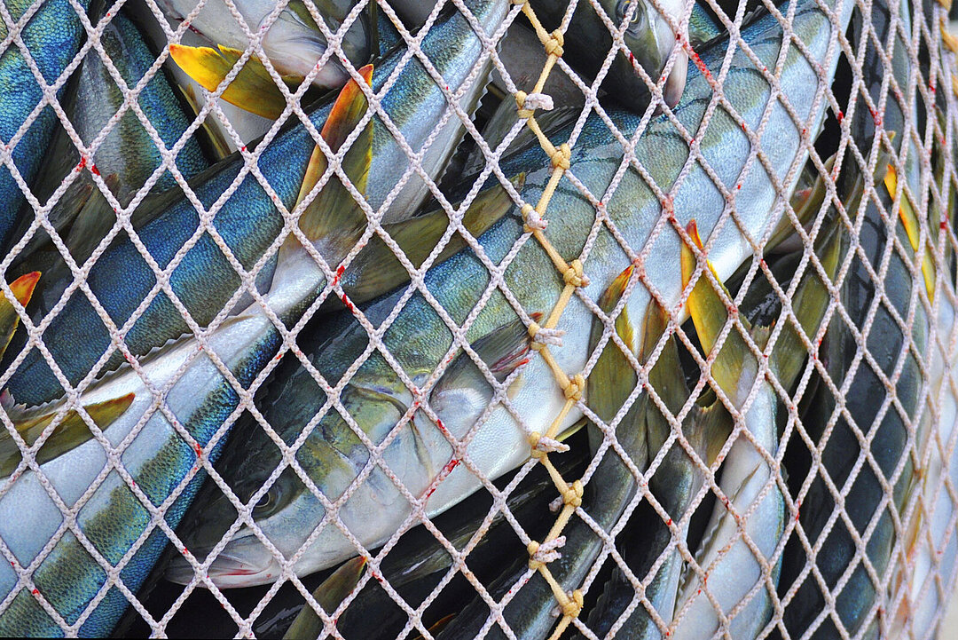 Ein Netz voller Fische.