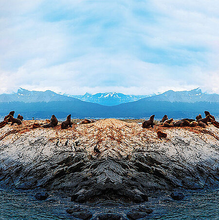 Mehrere Mähnenrobben auf einem Felsen in der Antarktis.