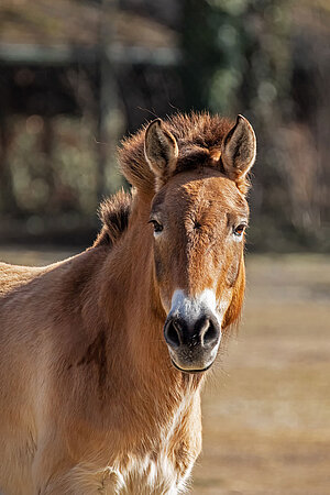 Das Porträt von einen Przewalski-Pferd.