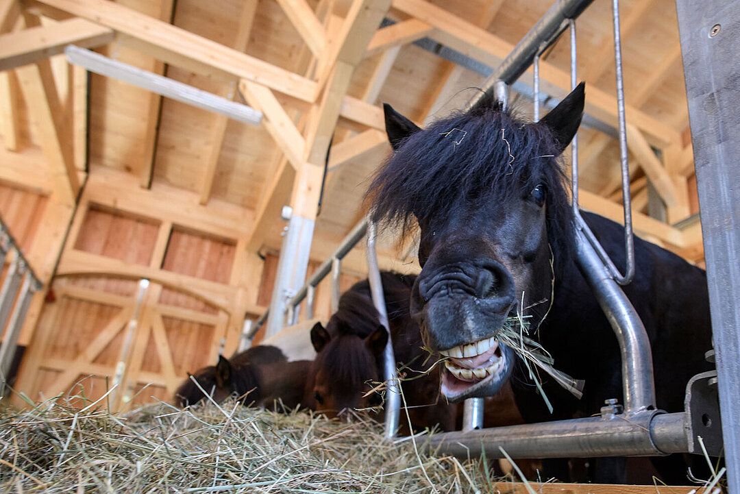 Ein Shetlandpony beim Heu fressen.