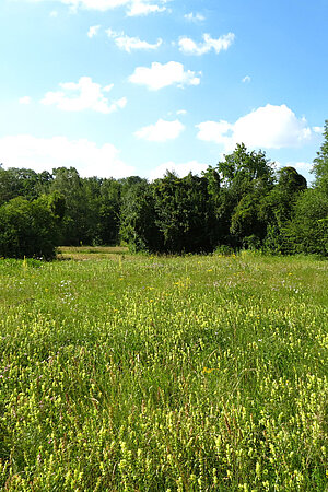 Allacher Heide
