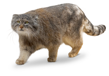 Auf dem Bild sieht man einen laufenden Manul.