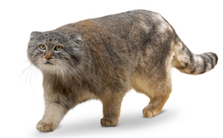 On the picture you can see a walking Manul.