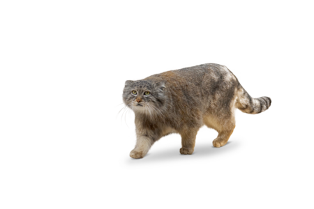 On the picture you can see a walking Manul.