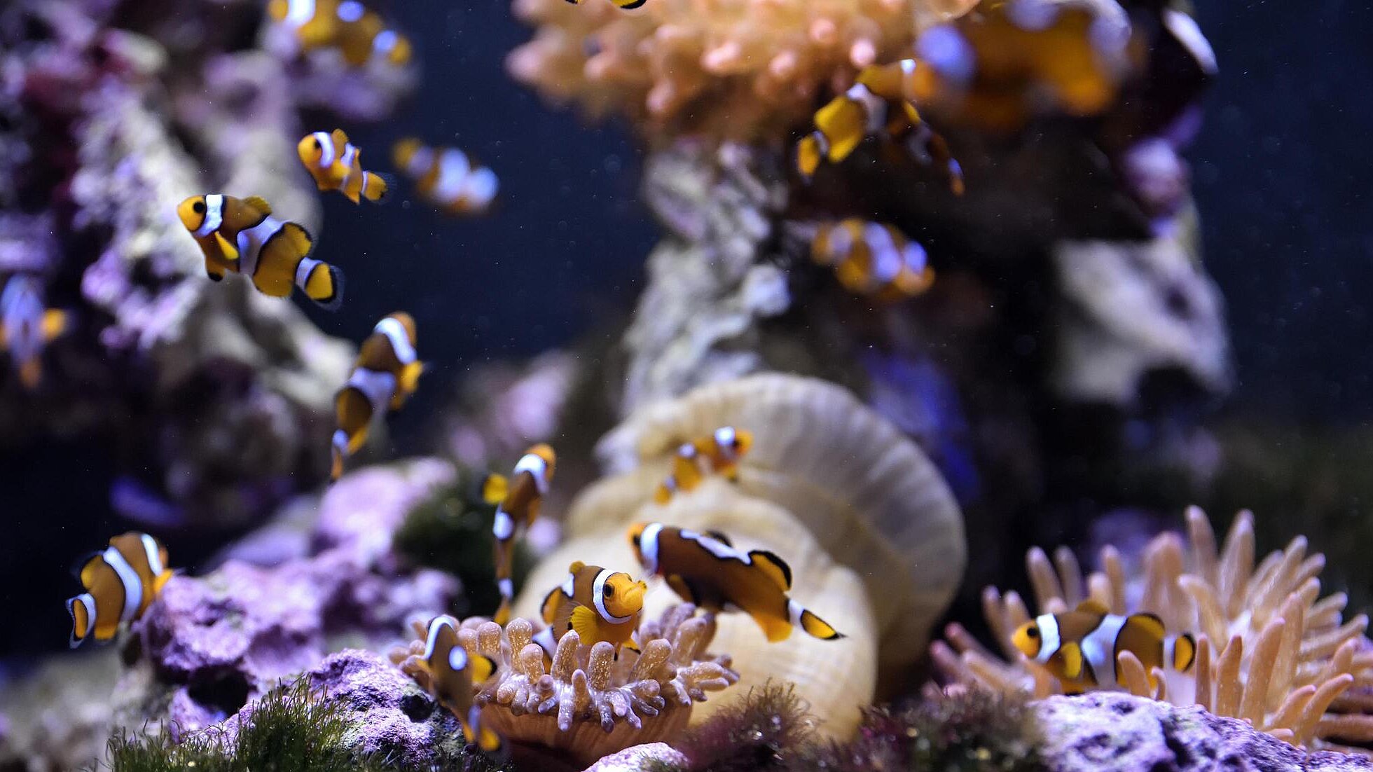 Anemonenfisch im Hellabrunner Aquarium