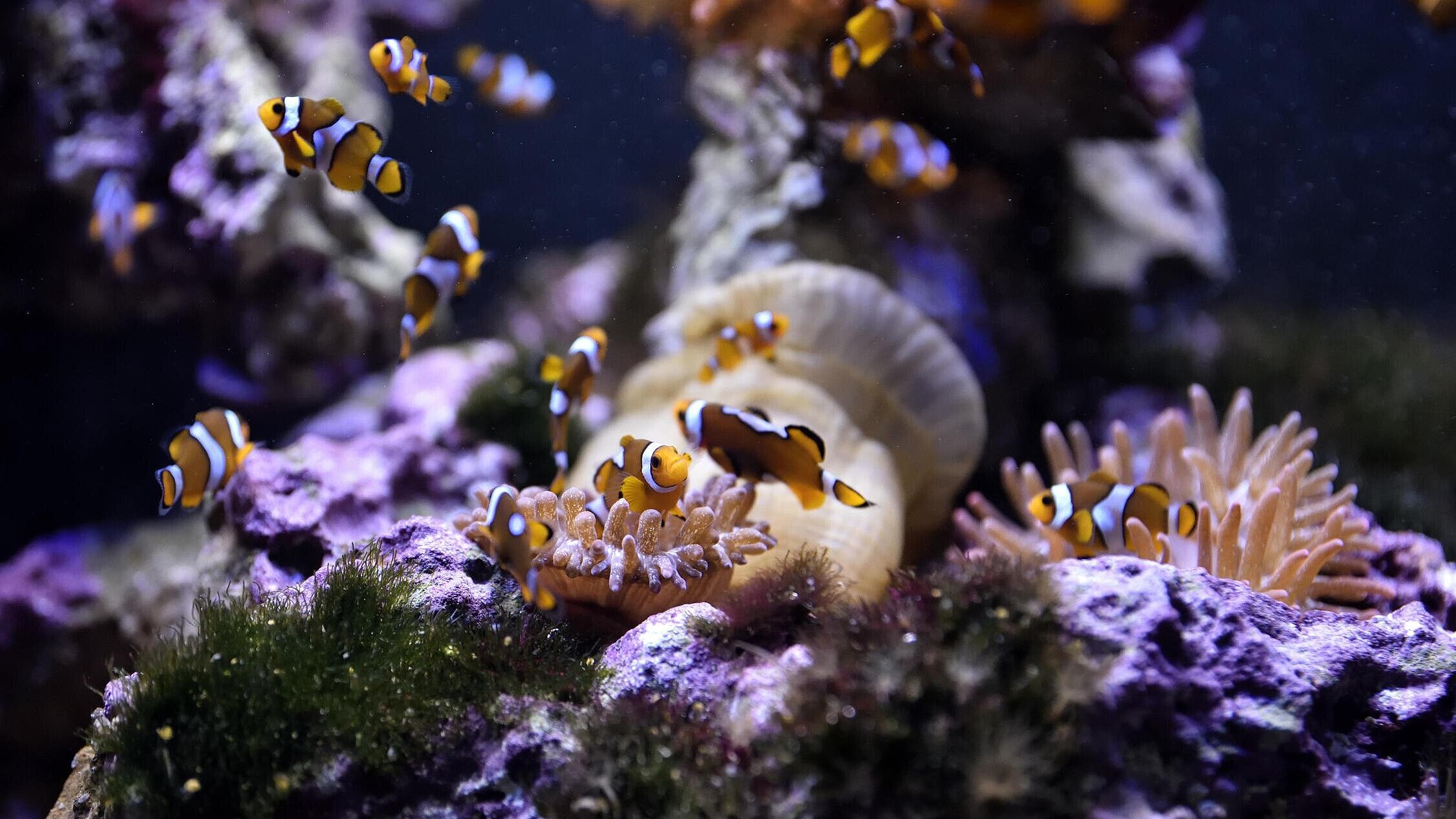 Anemonenfisch im Hellabrunner Aquarium