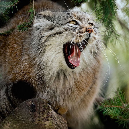 Ein Manul