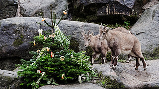 [Translate to English:] Zwei Alpensteinböcke mit dem Christbaum.