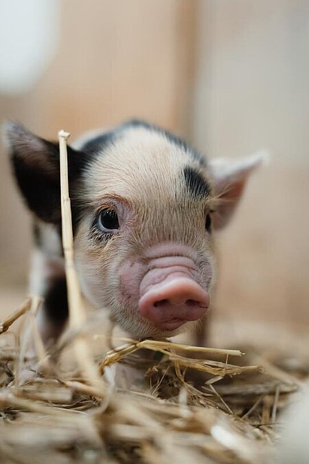 Eine Kunekune-Ferkel von vorne.