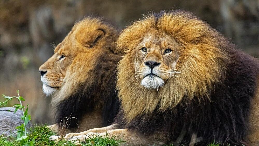 zwei Löwen im Tierpark Hellabrunn