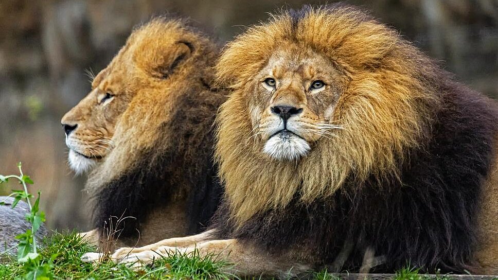 zwei Löwen im Tierpark Hellabrunn
